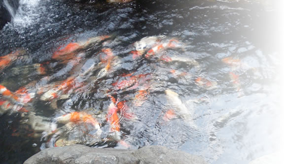 �ӏܒr�̐݌v�{�H�A�����e�i���X